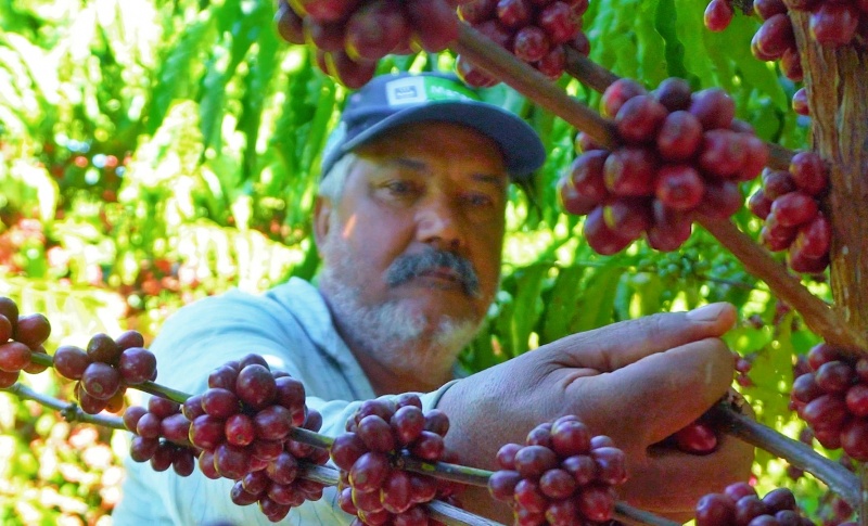 Robusta Amazônico – Cultivar híbrida de café - BRS 1216 - Portal Embrapa